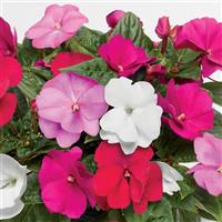 Florific Mix New Guinea Impatiens