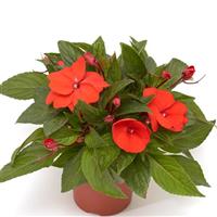 Florific Orange New Guinea Impatiens
