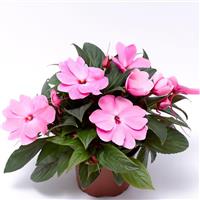 Florific Pink New Guinea Impatiens