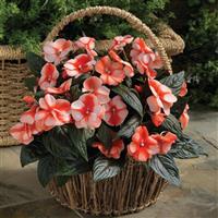 Florific Sweet Orange New Guinea Impatiens