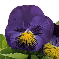 Cats Plus Blue Yellow Pansy