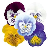 Cats Plus Mix Pansy