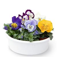 Cats Plus Mix Pansy