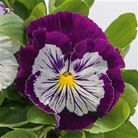 Cats Plus Purple White Pansy