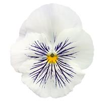 Cats Plus White Pansy