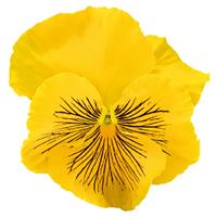 Cats Plus Yellow Pansy