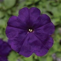 Damask Blue Petunia