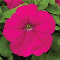 Damask Carmine Petunia