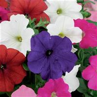 Damask Mix Petunia