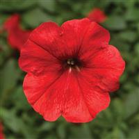 Damask Red Petunia