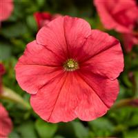 Damask Salmon Petunia