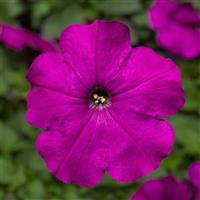 Damask Violet Petunia