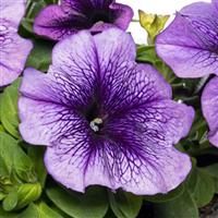 Damask Blue Veined Petunia