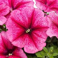 Damask Rose Veined Petunia