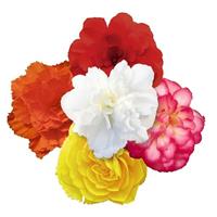 Nonstop Joy Mix Tuberous Begonia