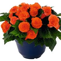 Nonstop Joy Orange Tuberous Begonia
