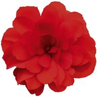 Nonstop Joy Red Tuberous Begonia