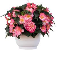 Nonstop Joy Rose Picotee Tuberous Begonia