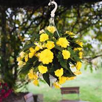 Nonstop Joy Yellow Tuberous Begonia