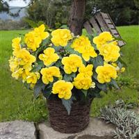 Nonstop Joy Yellow Tuberous Begonia