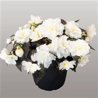 Nonstop Joy Mocca White Tuberous Begonia