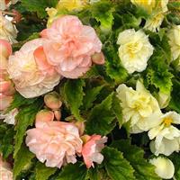 Nonstop Joy Peaches and Dreams Tuberous Begonia