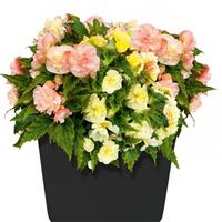 Nonstop Joy Peaches and Dreams Tuberous Begonia