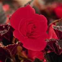 Nonstop Mocca Cherry Tuberous Begonia