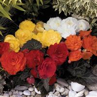 Nonstop Mocca Mix Tuberous Begonia