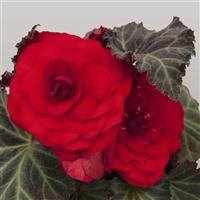 Nonstop Mocca Red Tuberous Begonia