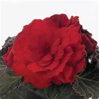 Nonstop Mocca Scarlet Tuberous Begonia