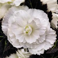 Nonstop Mocca White Tuberous Begonia