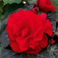 Nonstop Mocca Deep Red Tuberous Begonia