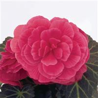Nonstop Mocca Pink Shades Tuberous Begonia