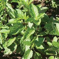 Holy Basil