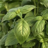 Prospera Active Aya Basil
