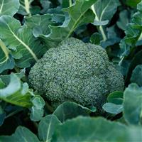 Marathon Elite Broccoli