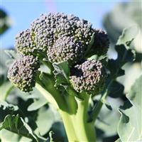 Skytree Broccoli