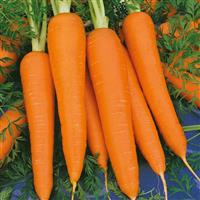 Chantenay Royal Carrot