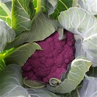 Dark Vader Cauliflower