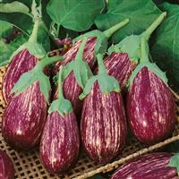 Shooting Stars Eggplant