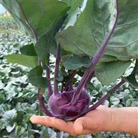 Konstance Kohlrabi