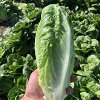 Grackle Lettuce