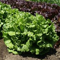 Starstruck Lettuce