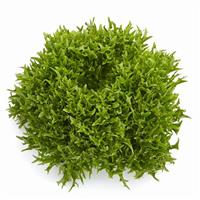 Verdagio Lettuce