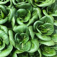 Ewok Pak Choi