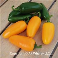 Spice Pumpkin Pepper