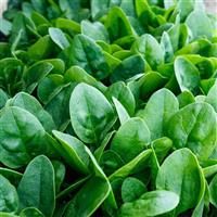 Affluence Spinach