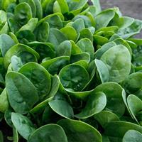 Reward Spinach