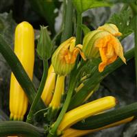 Golden Glory Squash